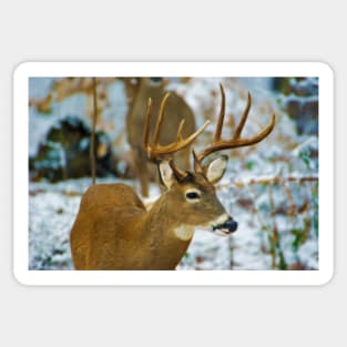 Male Deer in Snow Sticker